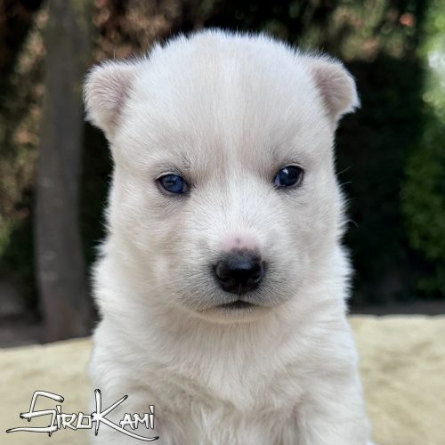 cachorro husky blanco hembra danka del sirokami