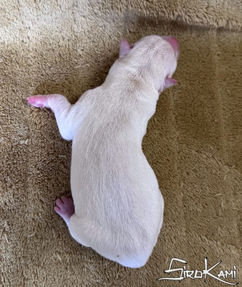 cachorro husky blanco killua del sirokami 2