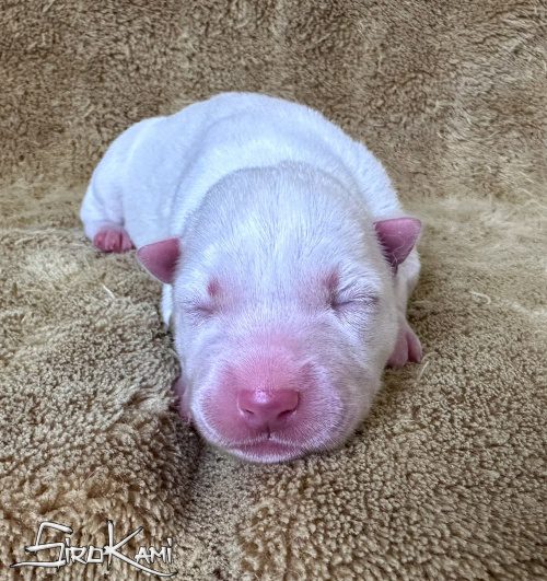 cachorro husky blanco killua del sirokami 3