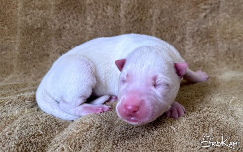 cachorro husky blanco killua del sirokami 4