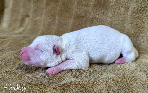 cachorro husky blanco killua del sirokami 5