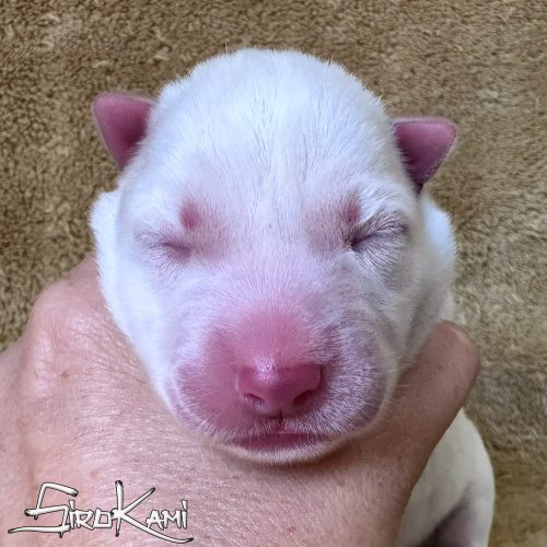 cachorro husky blanco killua del sirokami cachorro husky siberiano blanco puro recien nacido