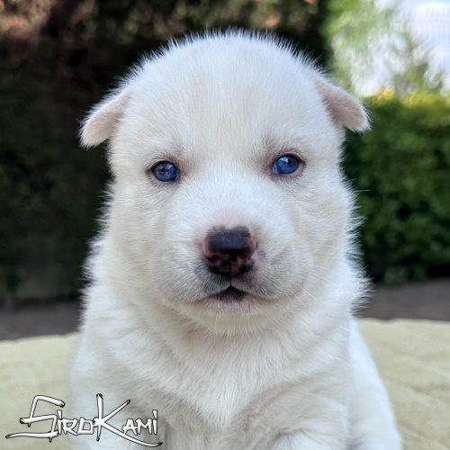 cachorro husky blanco ojos azules