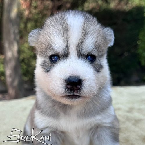 cachorro husky gris con ojos azules