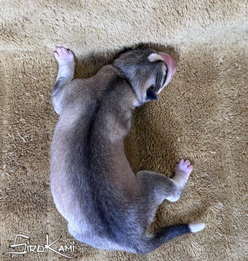 cachorro husky gris lobo atuk del sirokami 2