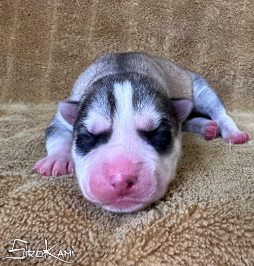 cachorro husky gris lobo atuk del sirokami 3