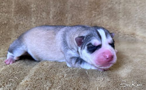cachorro husky gris lobo atuk del sirokami 4