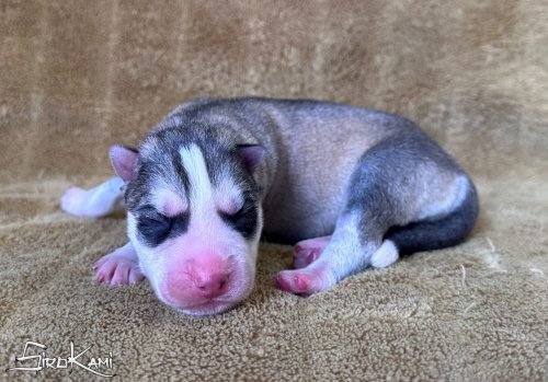 cachorro husky gris lobo atuk del sirokami 5