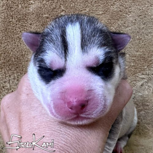 cachorro husky gris lobo atuk del sirokami cachorro husky siberiano gris lobo