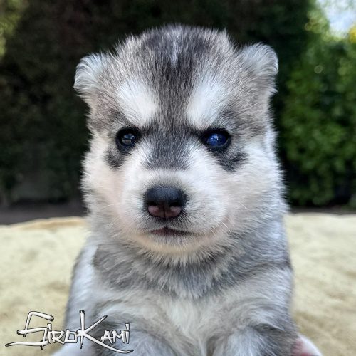 cachorro husky gris lobo macho