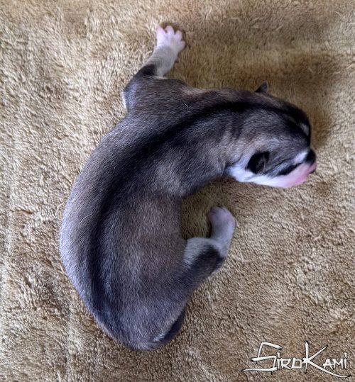 cachorro husky gris lobo nippon del sirokami 2