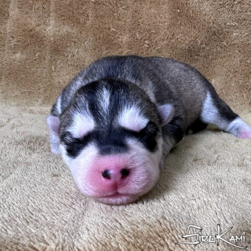 cachorro husky gris lobo nippon del sirokami 3