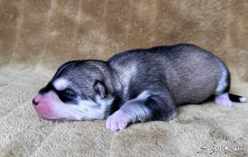 cachorro husky gris lobo nippon del sirokami 4