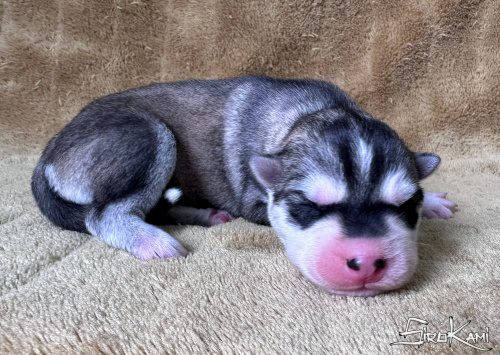 cachorro husky gris lobo nippon del sirokami 5