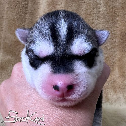 cachorro husky gris lobo nippon del sirokami cachorro husky siberiano gris lobo