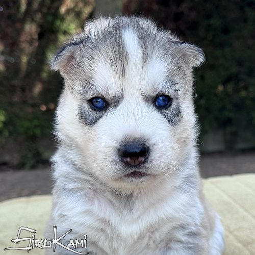 cachorro husky gris macho