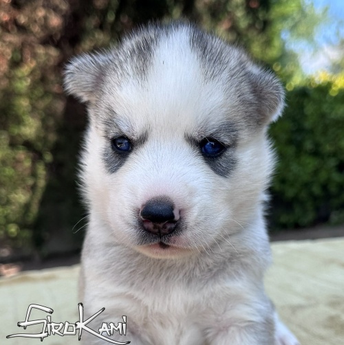 cachorro husky gris macho