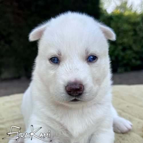 cachorro husky hembra blanca ojos azules