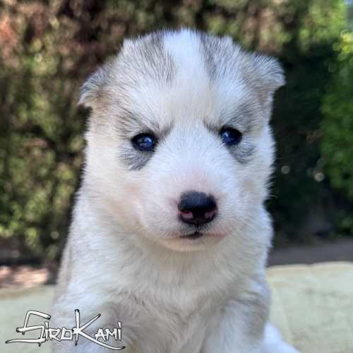 cachorro husky hembra gris con ojos azules