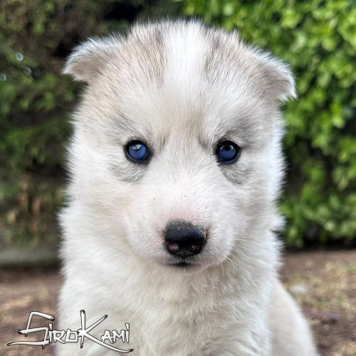 cachorro husky hembra gris y blanco con ojos azules