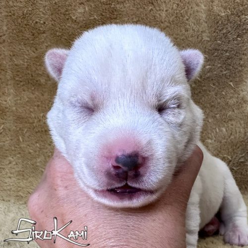 cachorro husky siberiano blanco macho chidori del sirokami cachorro husky siberiano blanco macho