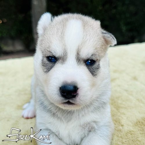 cachorro husky siberiano gris y blanco con ojos azules