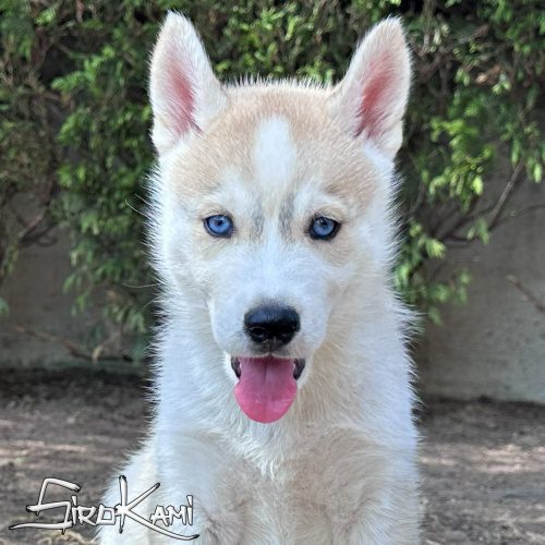husky