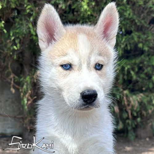 cachorro siberiano husky