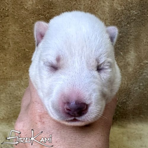 cachorro siberian husky blanco hembra killua del sirokami cachorro siberian husky blanco hembra