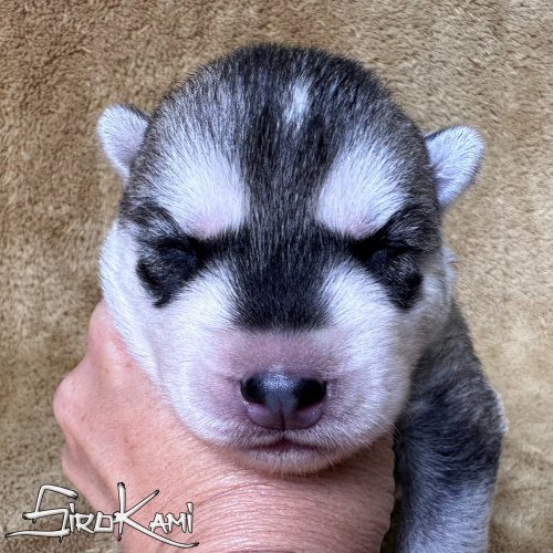 cachorro siberian husky gris lobo nippon del sirokami cachorro siberian husky gris lobo