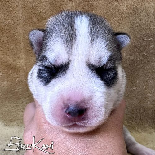cachorro siberian husky gris y blanco macho atuk del sirokami cachorro siberian husky gris y blanco macho