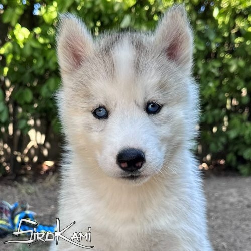 husky siberiano