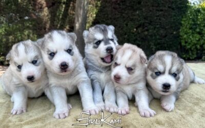 Camada Husky [Meteor & Lily]