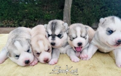 Camada Husky [Meteor & Lily]