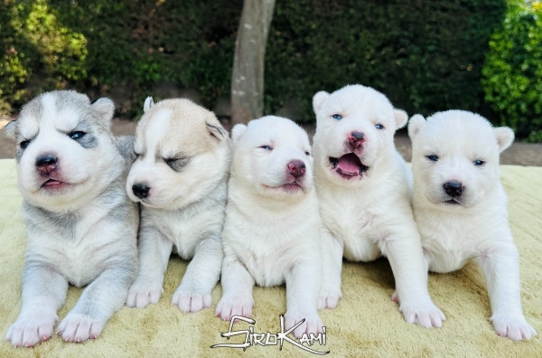 camada de cachorros husky siberiano