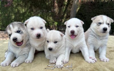 Camada Husky [Sugus & Varoka]