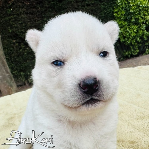 husky blanca