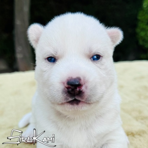 siberian husky blanco