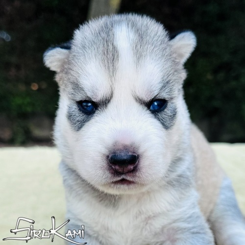 husky gris