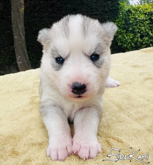 husky gris hembra tessa del sirokami 2