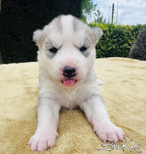 husky gris hembra tessa del sirokami 3