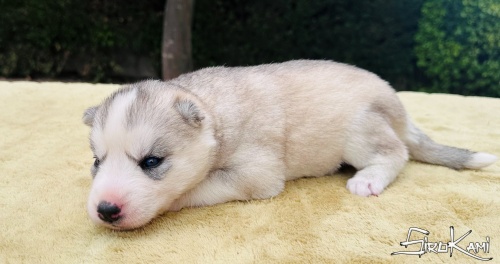 husky gris hembra tessa del sirokami 4