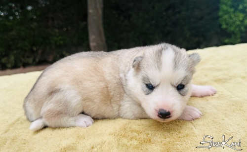 husky gris hembra tessa del sirokami 5