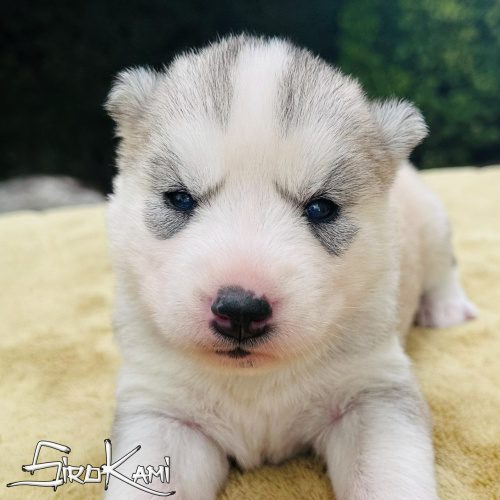 husky gris hembra con ojos azules