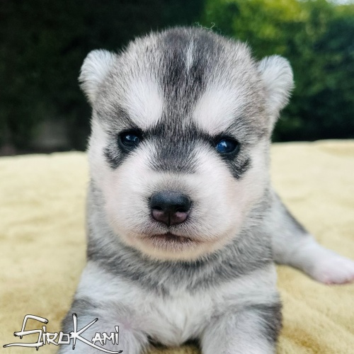 husky gris lobo