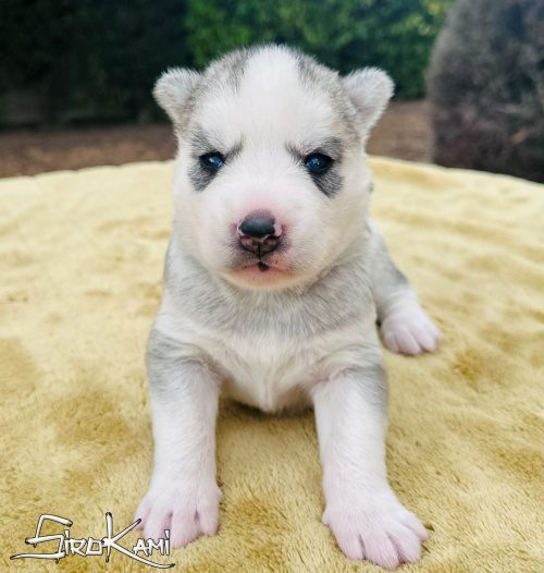 husky gris ojos azules kanji del sirokami 2