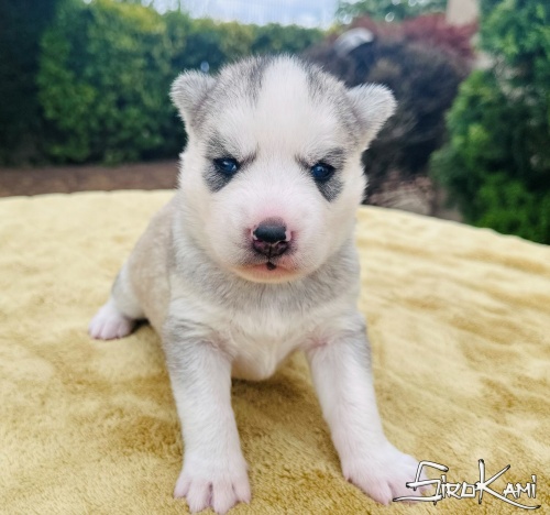 husky gris ojos azules kanji del sirokami 3