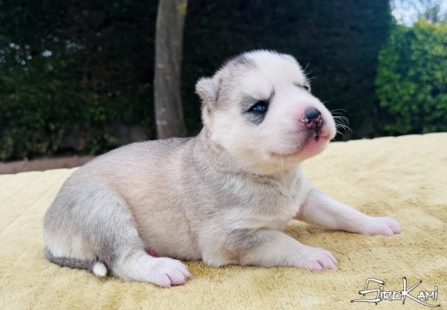 husky gris ojos azules kanji del sirokami 4