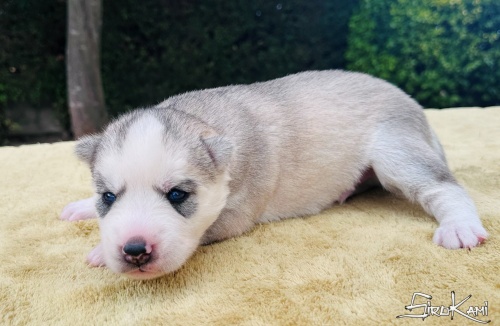 husky gris ojos azules kanji del sirokami 5