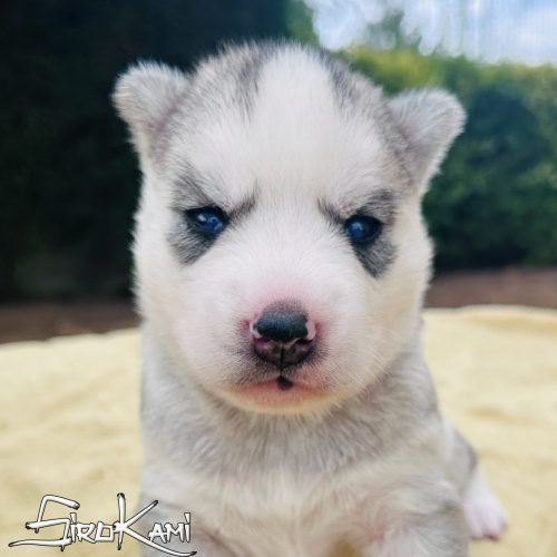 husky gris ojos azules